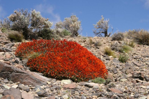 Blühendes Patagonien
